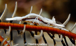 found in Lembeh; D200 by Thomas Lueken 